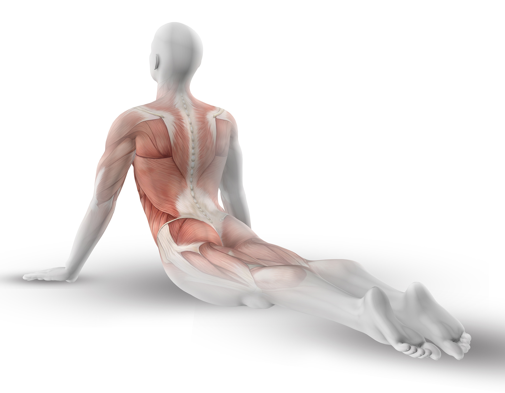 menschlicher-koerper-physiotherapie